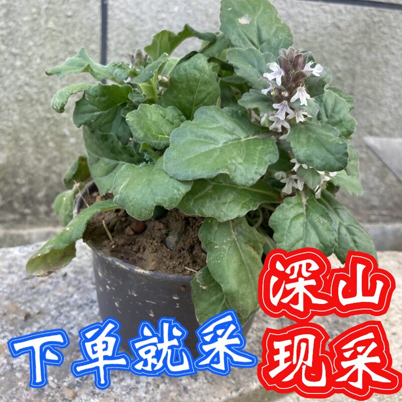 破血退血枯草夏枯草白毛血草丹苗草散筋骨白头翁绿植