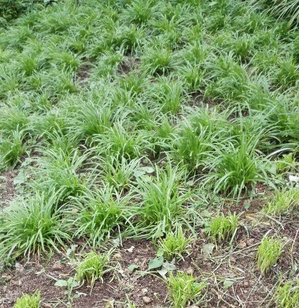 贵州深山农家天然种植甜韭菜韭菜根新鲜韭菜现挖发货两斤起包邮