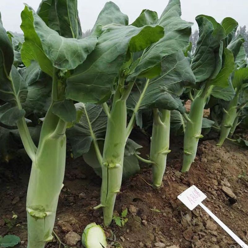 菜种芥兰种籽四季蔬菜阳台盆栽芥蓝菜籽青菜家庭园艺