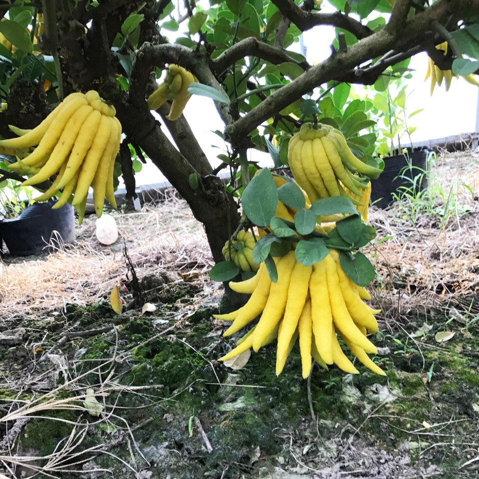 佛手供佛青黄果现发金华金佛手鲜果新鲜瓜清柑摆佛手果