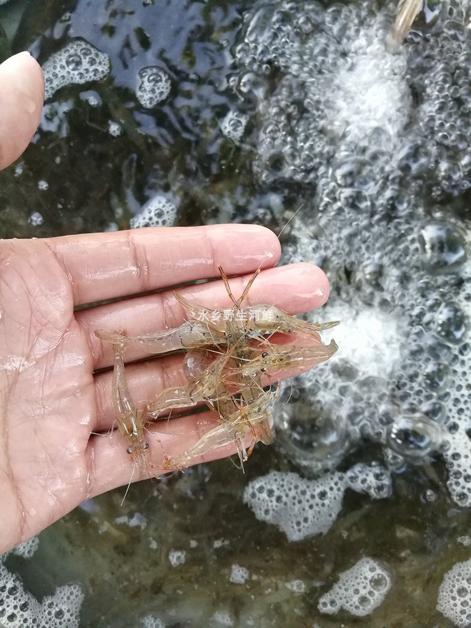 小河兴化野生鲜活急冻淡水河虾小青虾草虾500g活虾