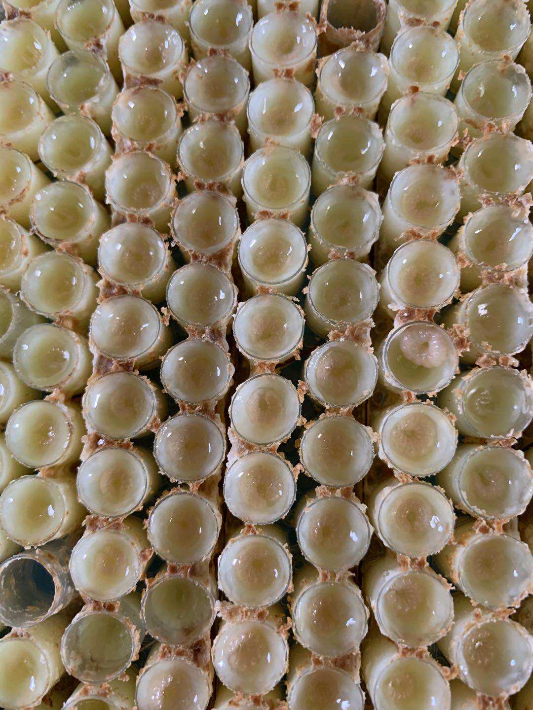 蜂耀堂现取蜂蛹蜂王胎农家自产蜂幼虫760克包邮