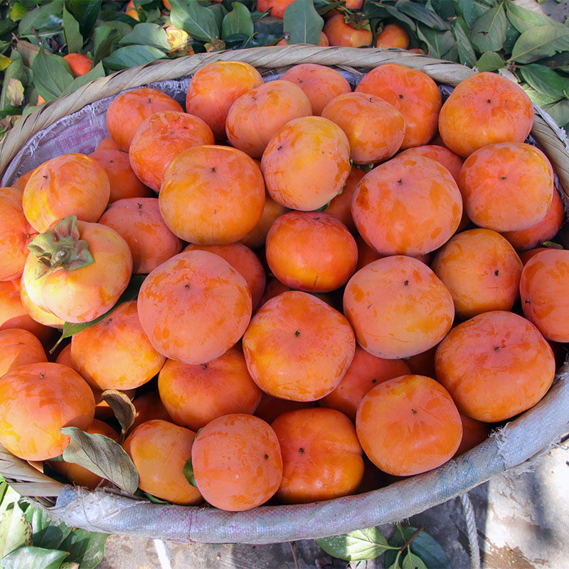 日本次郎吉柿削皮硬柿冰糖心新鲜水果保山甜柿10斤云南脆柿子大果