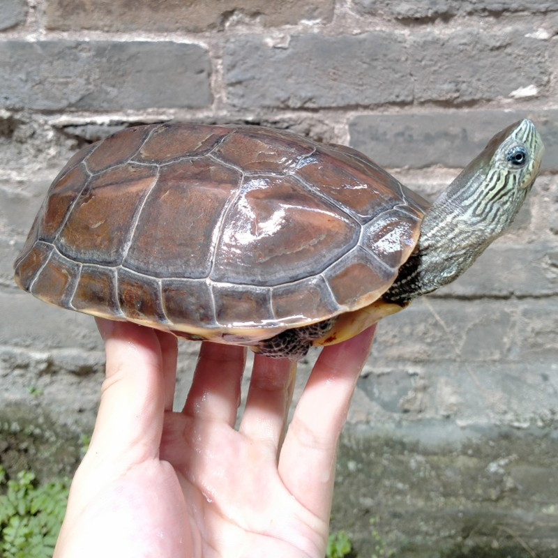 公乌龟活物公草龟活物公龟成熟可交配种公成年可配种宠物龟网红龟-mc