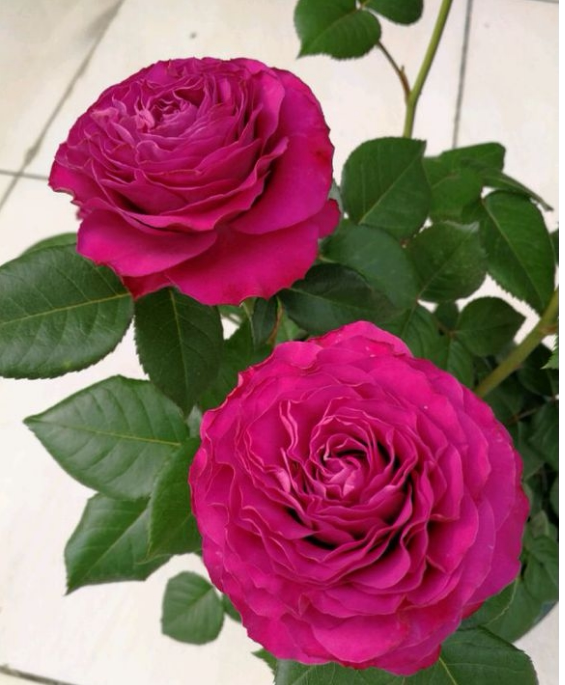 【晴天月季园】欧月玫瑰灌木【珍贵时刻】月季盆栽 现货阳台花苗