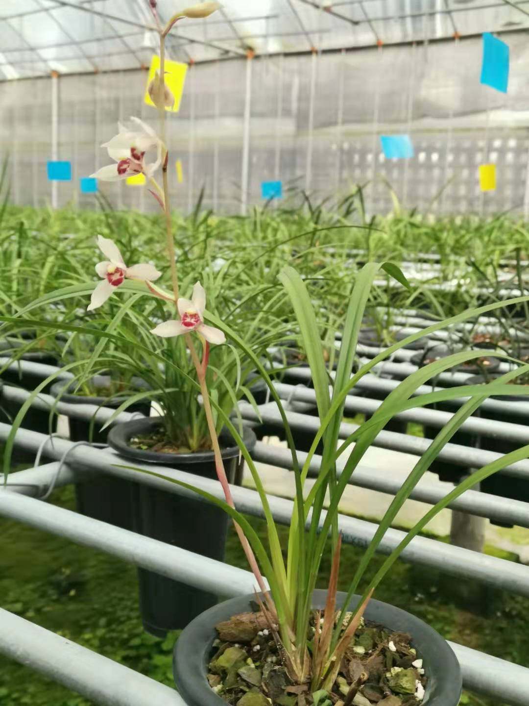 兰花建兰四季兰带花苞荷花花仙子铭品盆栽绿植绿植