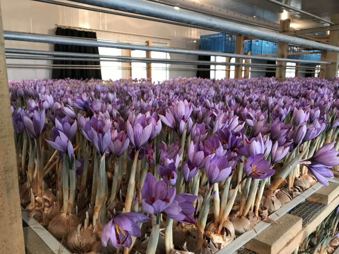 2021崇西全红藏红花西红花国产上海崇明岛产地3克装