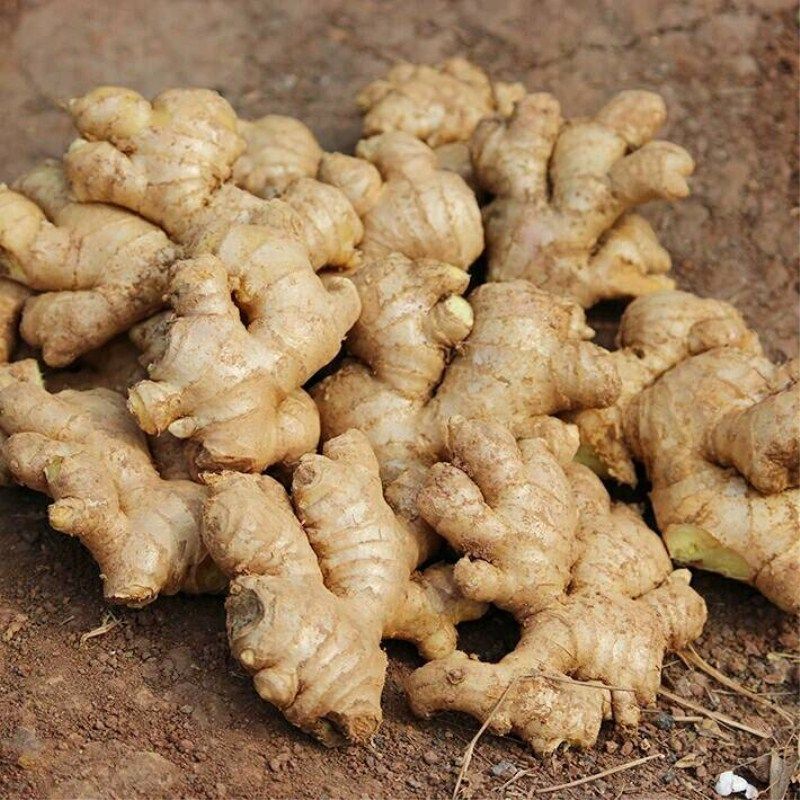 黄姜5斤云南调味料新鲜大姜老姜姜老姜子鲜土姜月生姜