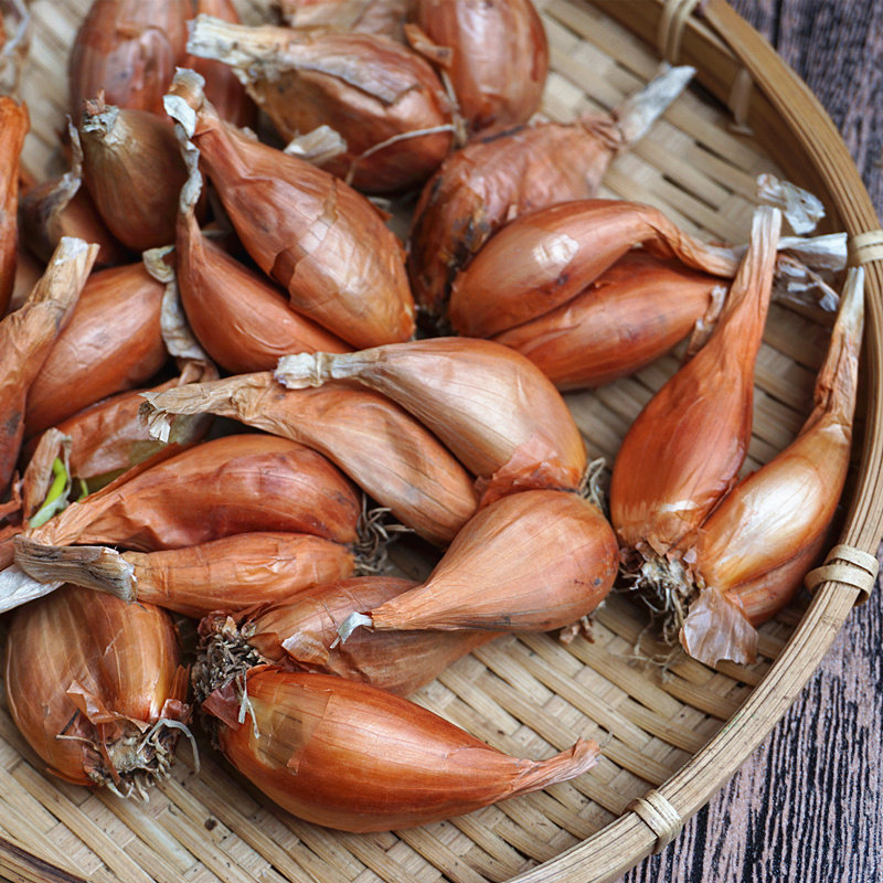农家新鲜红葱头小香葱头熬葱油酥调味料盆栽四季葱种子做肠粉卤肉