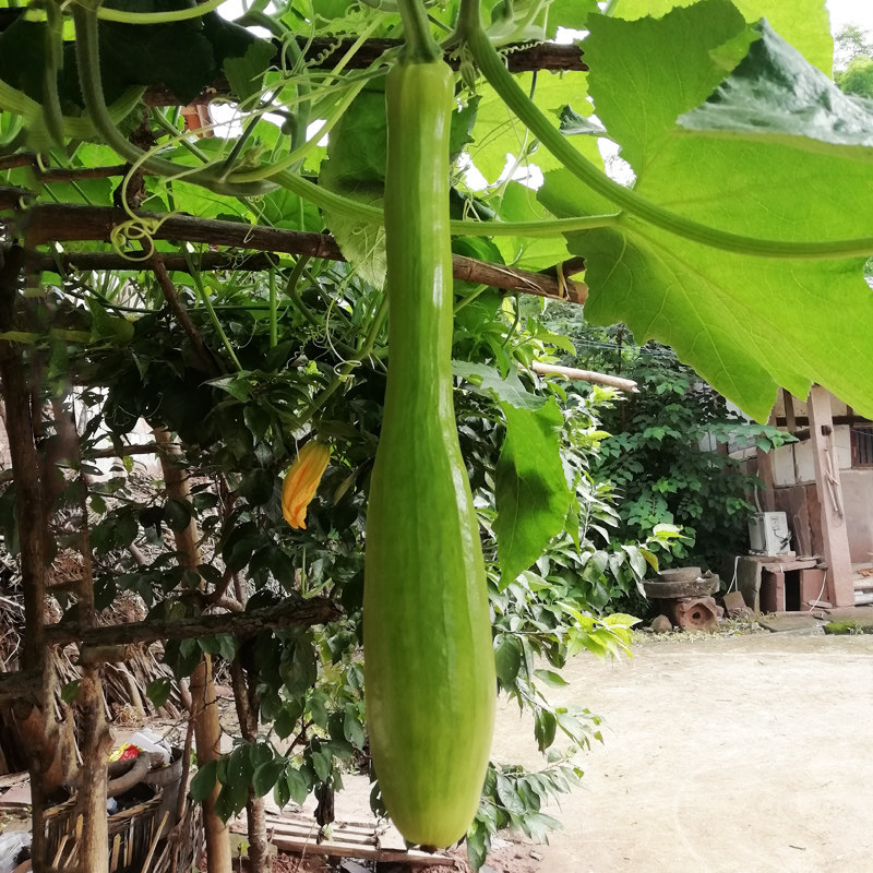 极早吊瓜种子青皮嫩南瓜方瓜种籽神奇砍瓜早熟菜瓜春夏四季蔬菜孑