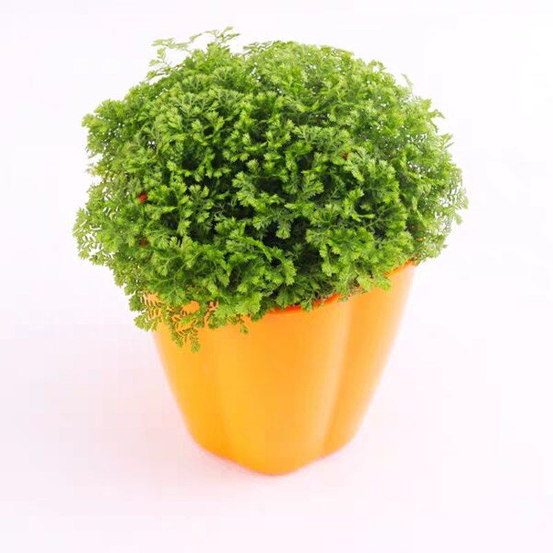 绿地球盆栽 桌面小盆栽 净化空防辐射 绿地珊瑚厥 常绿蕨类植物