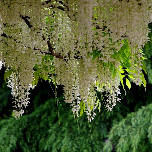 四季紫藤萝树苗盆栽攀援花卉爬藤绿植植物庭院时令草本花卉