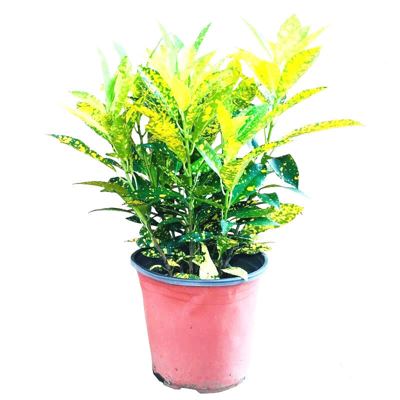 盆栽黄金木甲醛木吸变色金木洒君变叶绿植叶绿植绿植