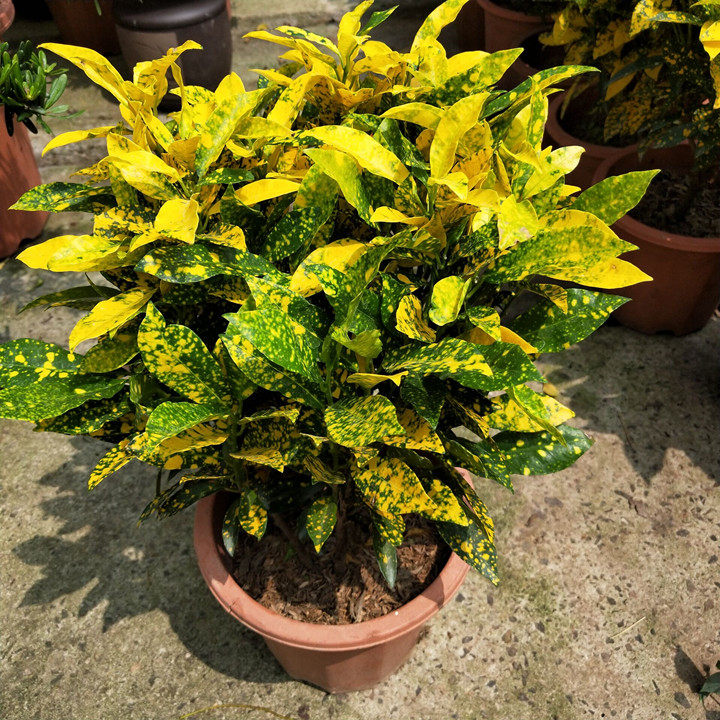 盆栽黄金木甲醛木吸变色金木洒君变叶绿植叶绿植绿植