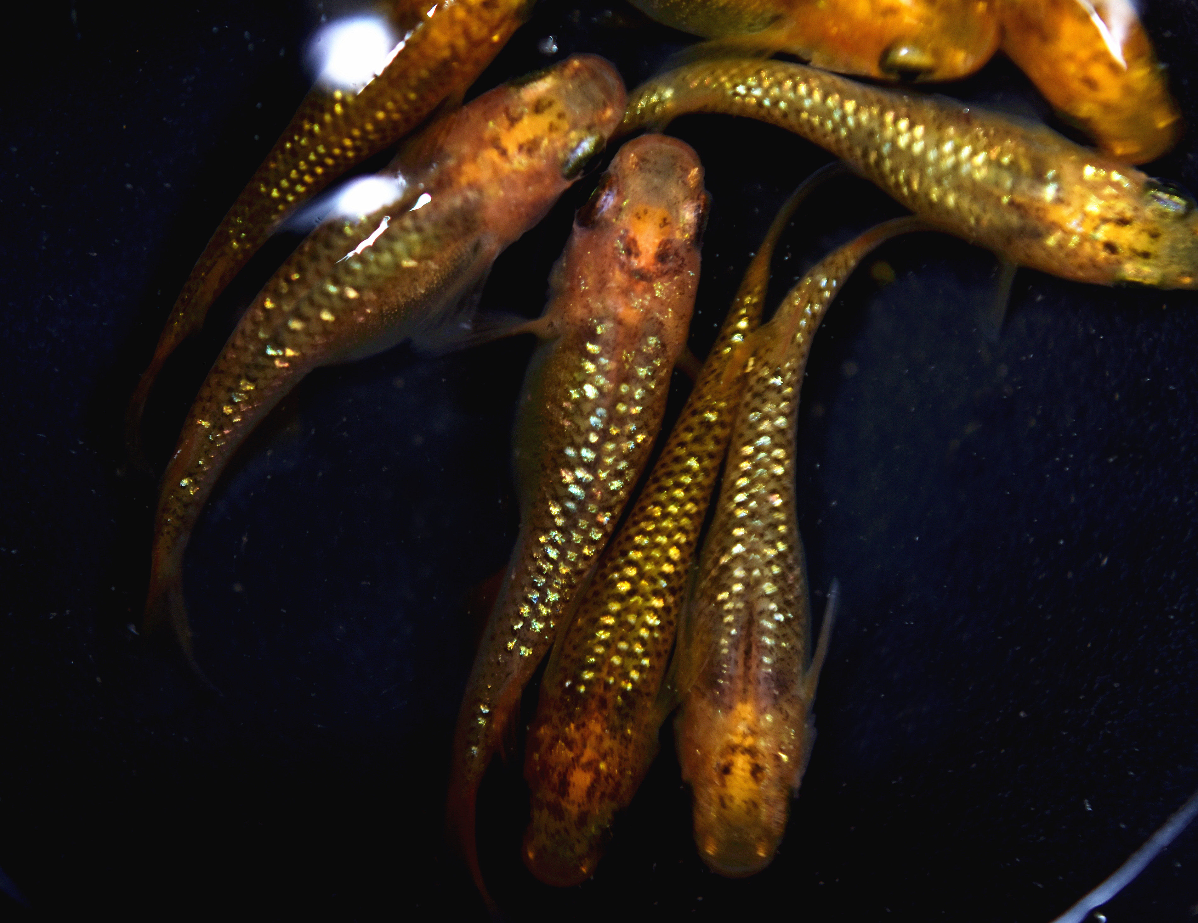 观背青鳉鱼卵小型冷水淡水观赏鱼魔法鱼锦鲤不打氧孵化好养宠物