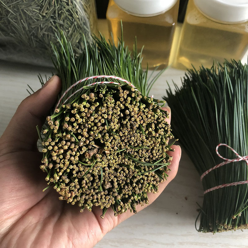 松针长白山红松酵素制作五针野生针叶新鲜1斤养生茶