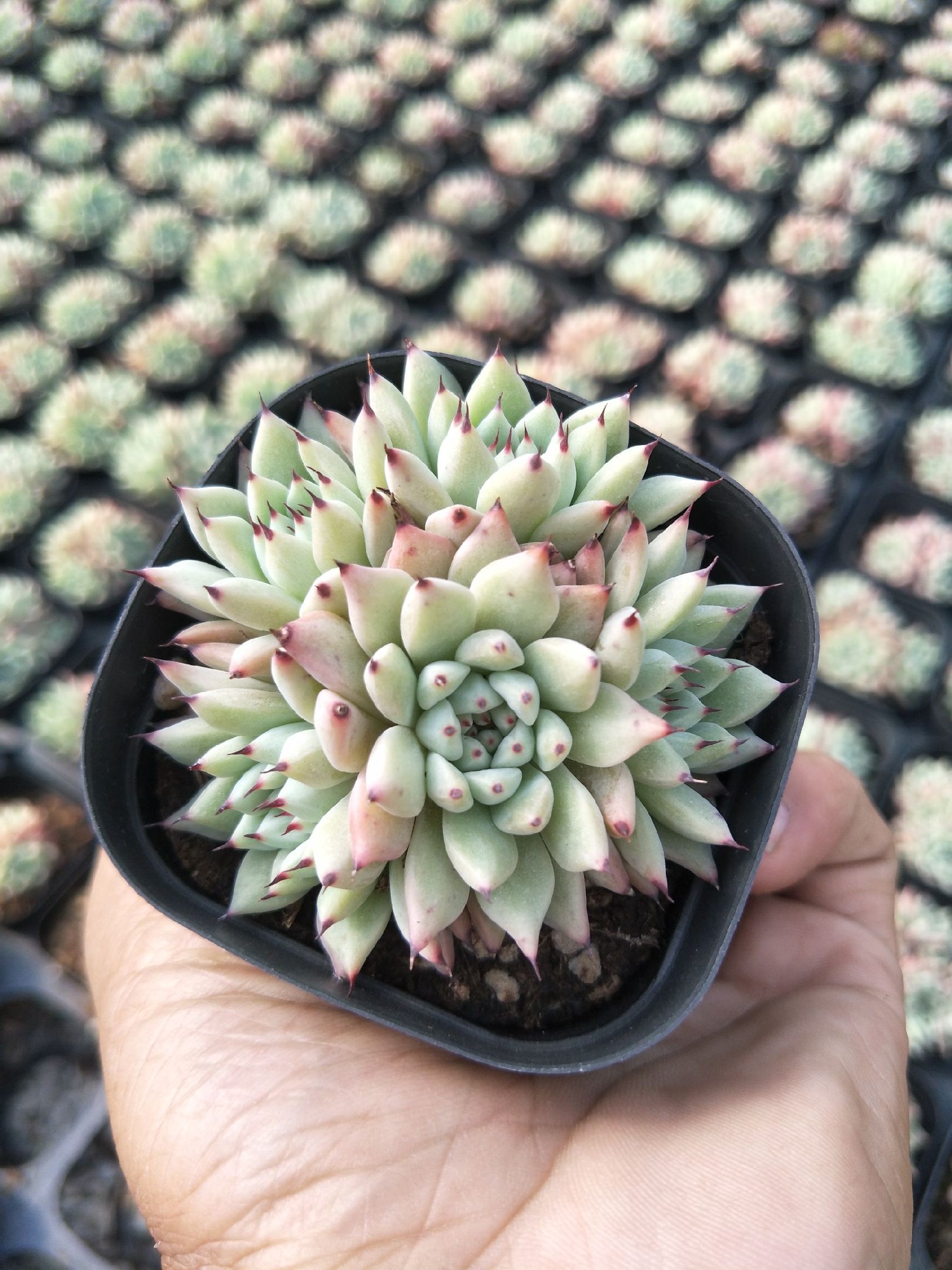 绿爪多肉植物原始精品童话园艺全店多肉植物