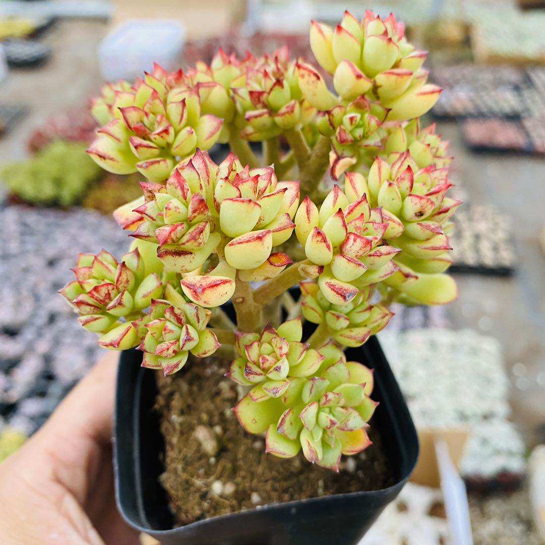 酥皮鸭多植物多头群生老桩童话园艺品质云南多肉植物