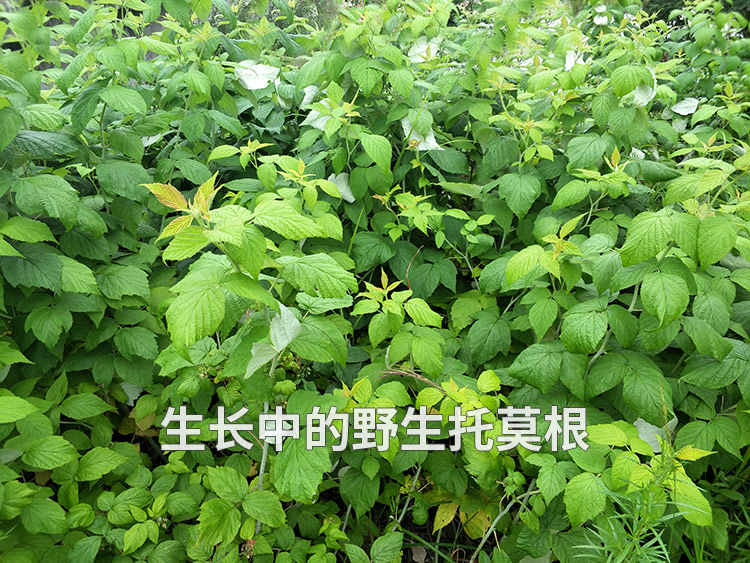 东北野生托莫根500克大兴安岭托摩根拖莫根脱莫根天然