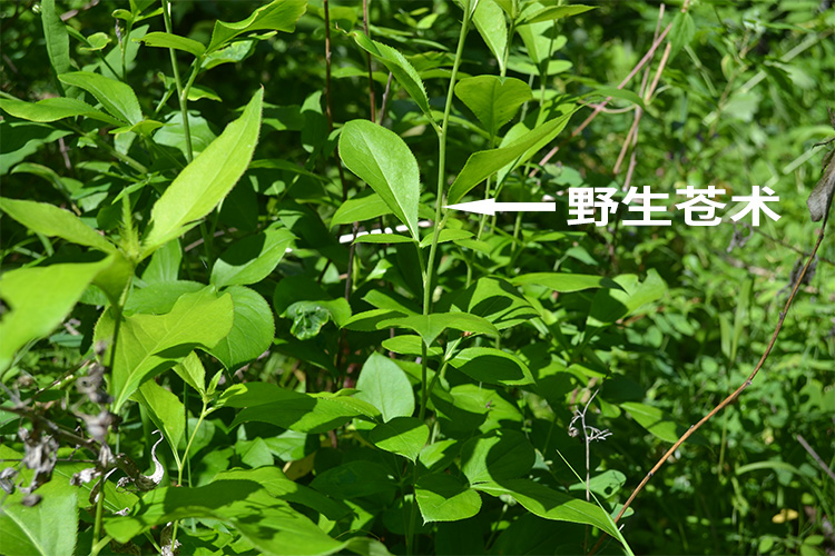 东北纯野生苍术500克包邮大兴安岭野生散装天然生苍术
