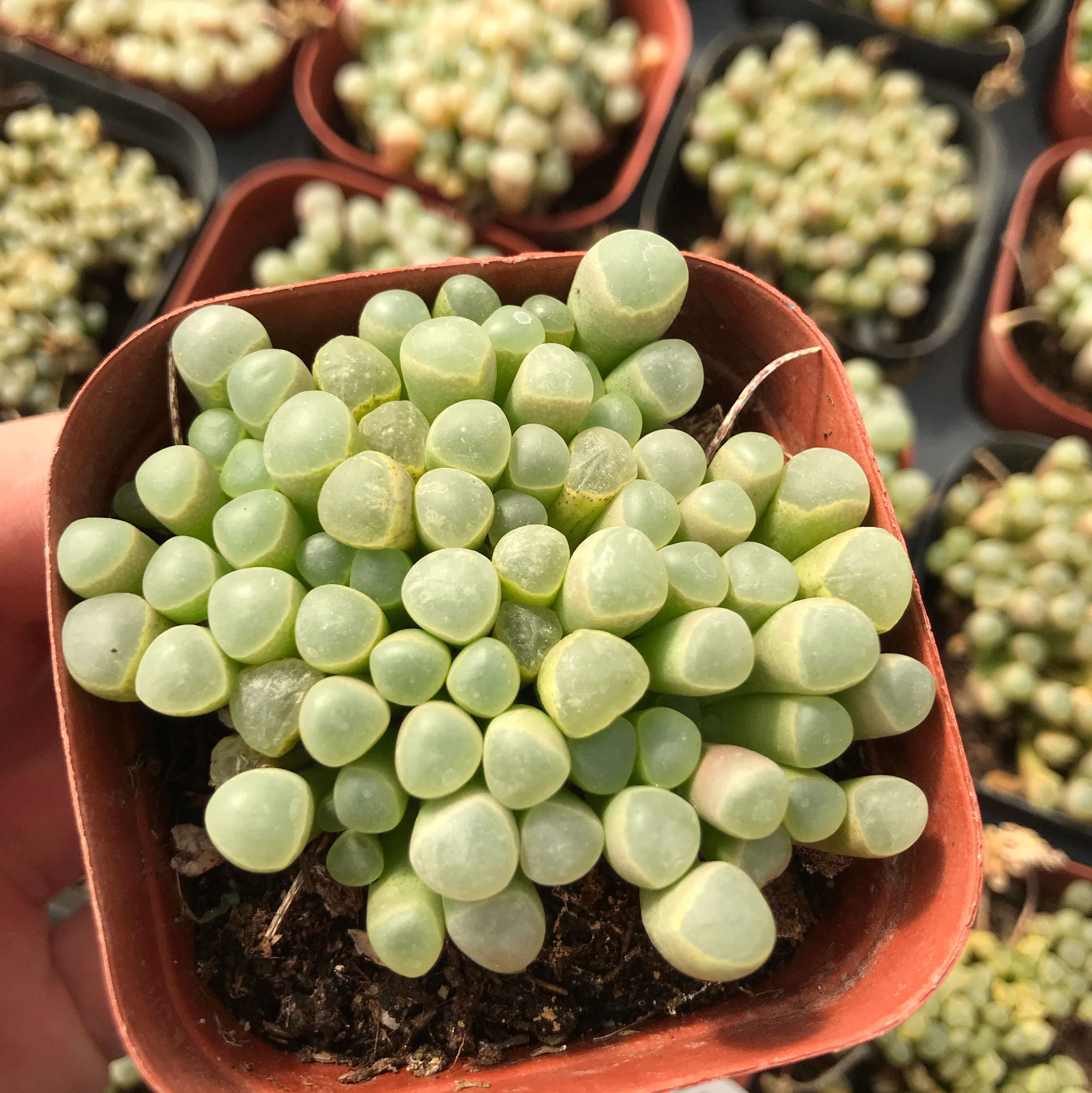 植物五十铃玉多精选满盆优选基因办公室多肉植物