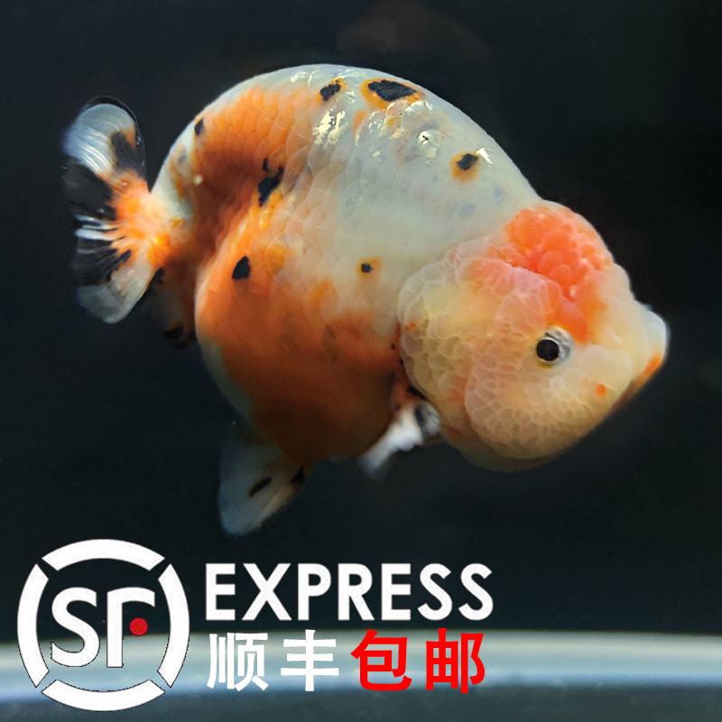 潘氏小尾兰寿奶牛金鱼活体精品观赏鱼冷水水族鱼