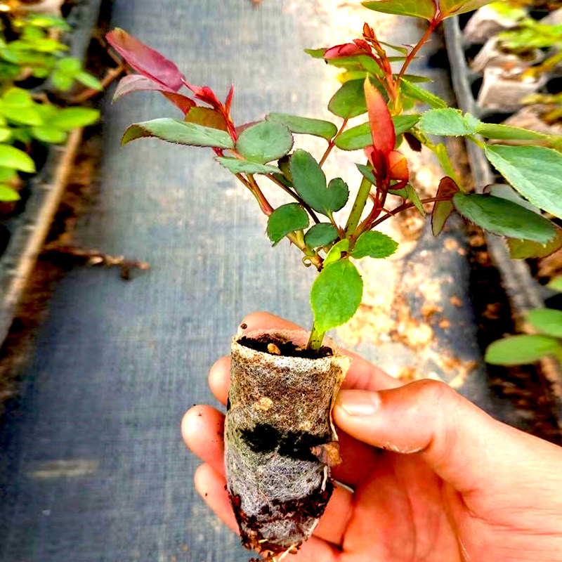 云南玫瑰杯苗小苗带土月季种苗四季开花绿植时令草本花卉