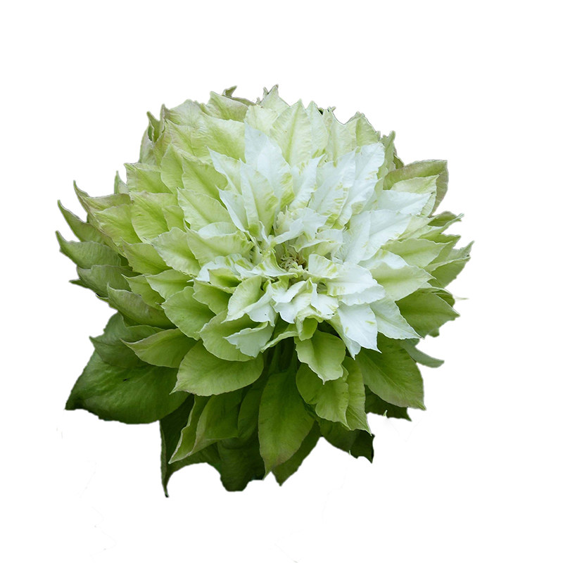 伟伟园艺化为千风铁线铁线莲莲森之风风之森林时令草本花卉