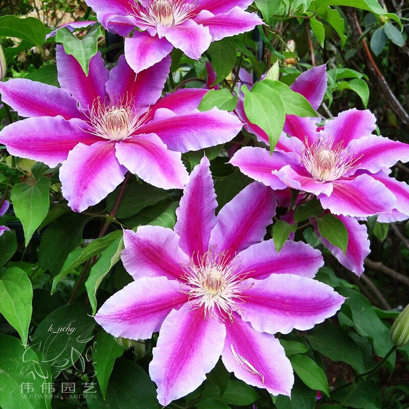 伟伟园艺铁线莲博士攀援植物美观盆栽庭院阳台时令草本花卉