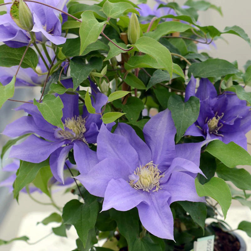 伟伟园艺大道铁线莲奥林匹亚矮生紧凑多花盆栽攀援时令草本花卉