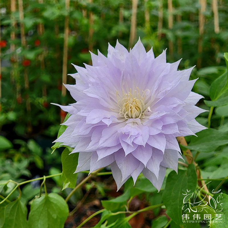 伟伟园艺铁线莲沃金美女新老开重瓣花庭院花园花卉