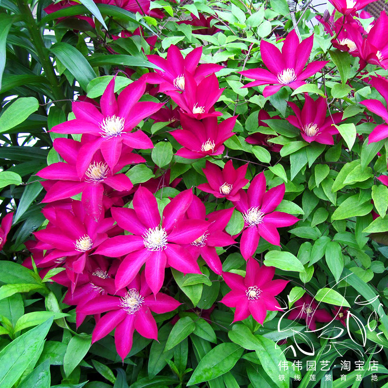 伟伟园艺波旁王朝铁线莲红色大花专利专利品品种绣球