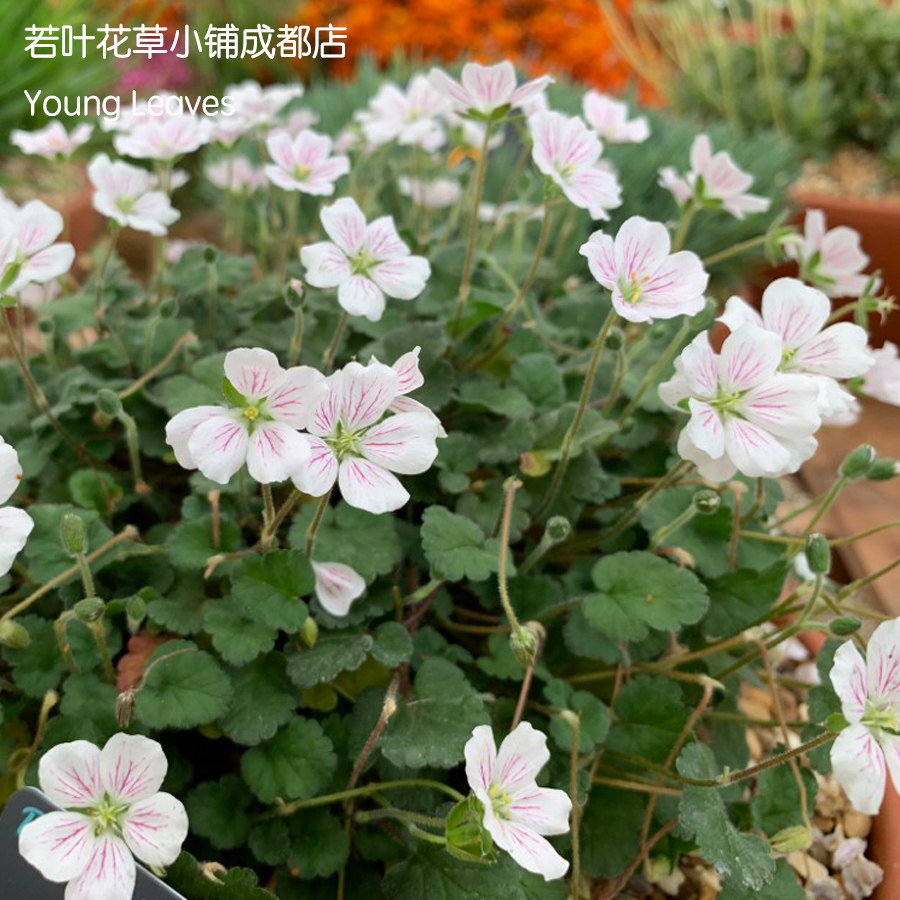 白花姬风露草牻牛迷你erodiumreichardiialbum山野野草时令草本花卉