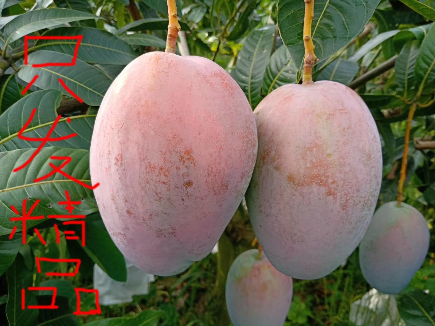 攀枝花贵妃新世纪彩虹凯特芒果新鲜水果爆甜多汁芒果