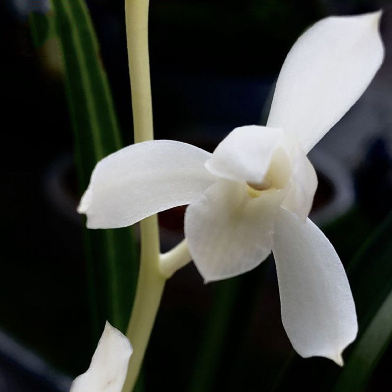 真品品兰花苗白雪冰心建兰四季兰新新款庭院时令草本花卉