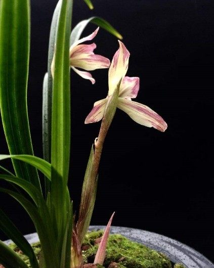 清仓浙江自然老种兰花花苗春兰洛仙浓香绿植时令草本花卉