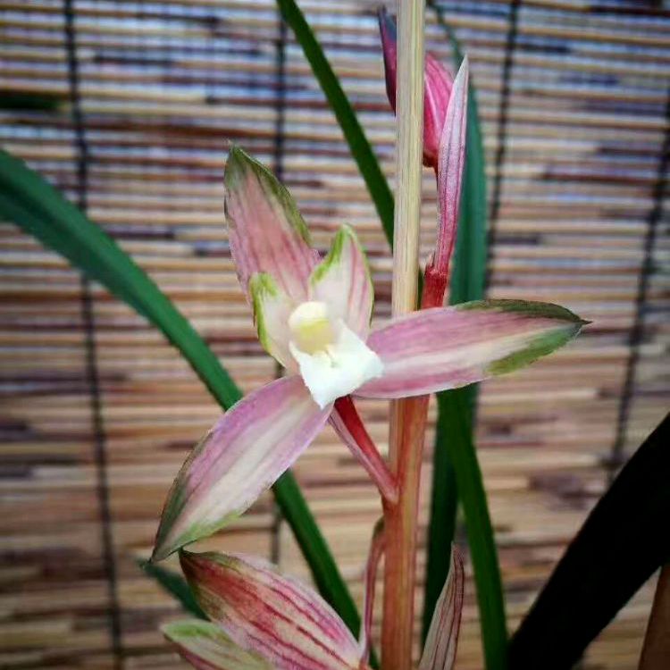 实拍另选兰花此盆红霞双全花艺品种高档春剑花卉