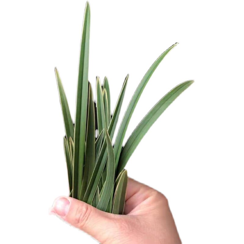 草本名贵四季兰金金边细叶世界世界上上超香兰时令草本花卉