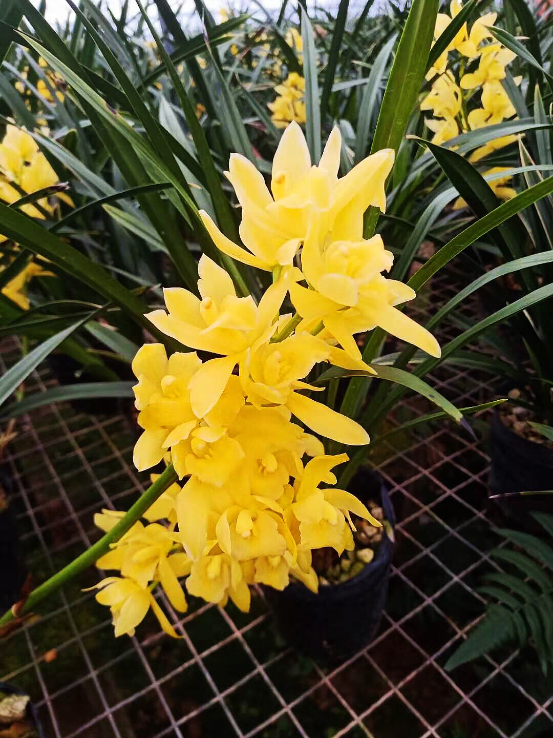 清仓价带花苞兰花建兰黄金小神童室内绿植盆栽时令草本花卉