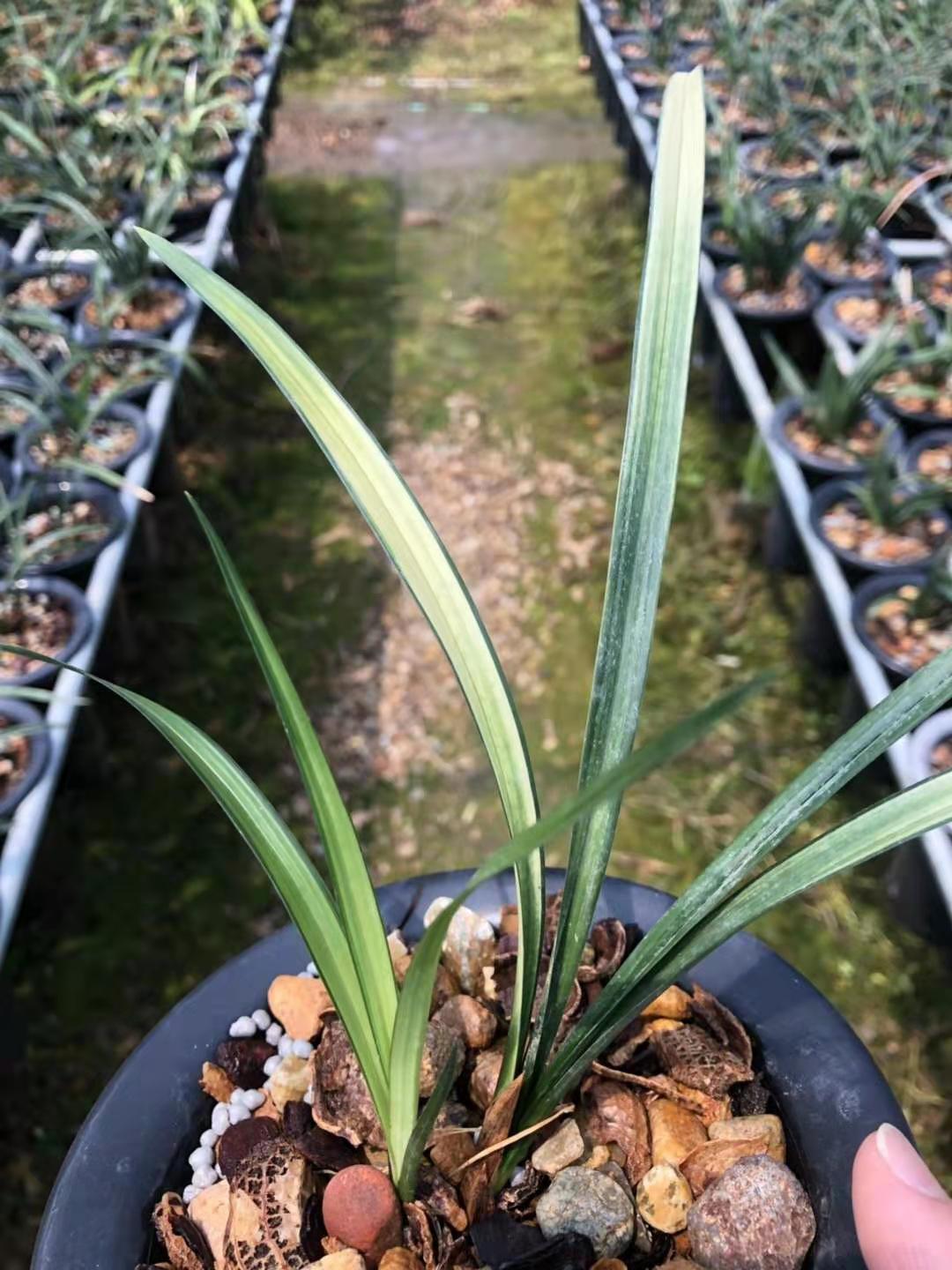 名贵兰花世界上特香兰兰花线艺春剑半天天雪铭品花卉