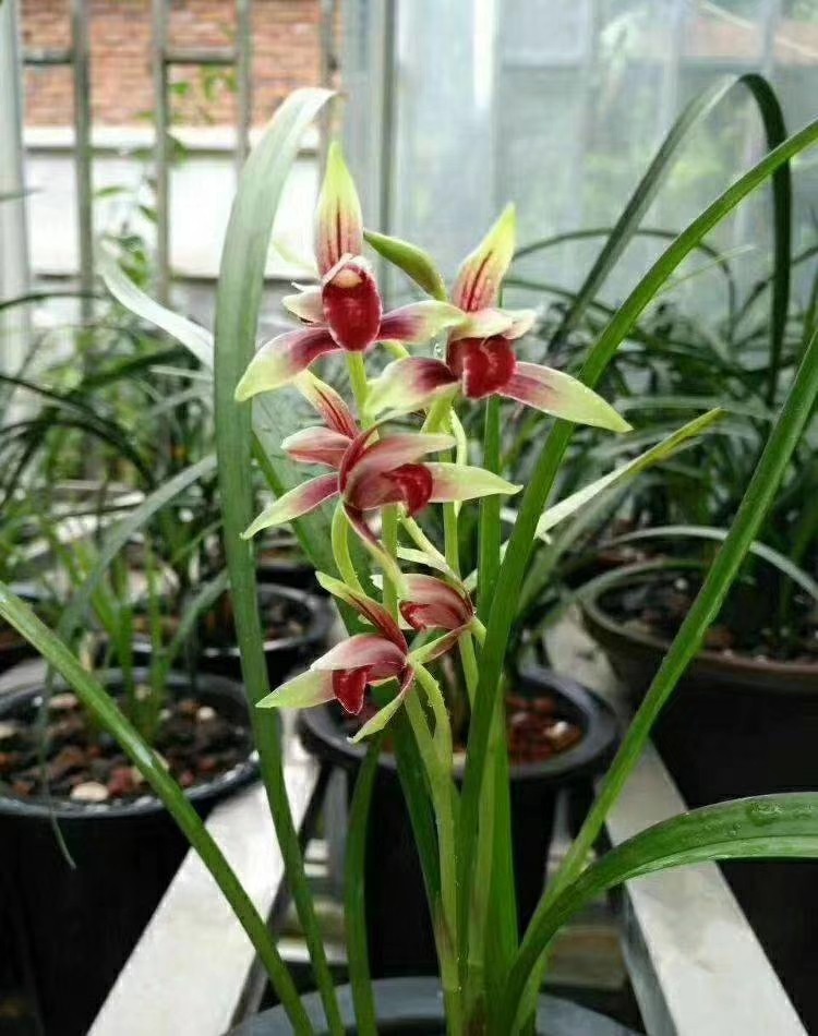 自然老种兰花花苗建兰名品国魂浓香绿植花卉时令草本花卉