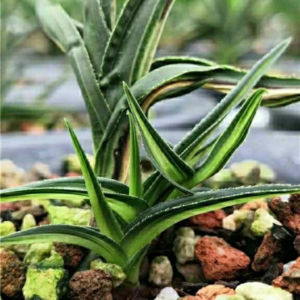 水晶兰花高档水晶兰室内漂亮花苗极品品惠全场花卉