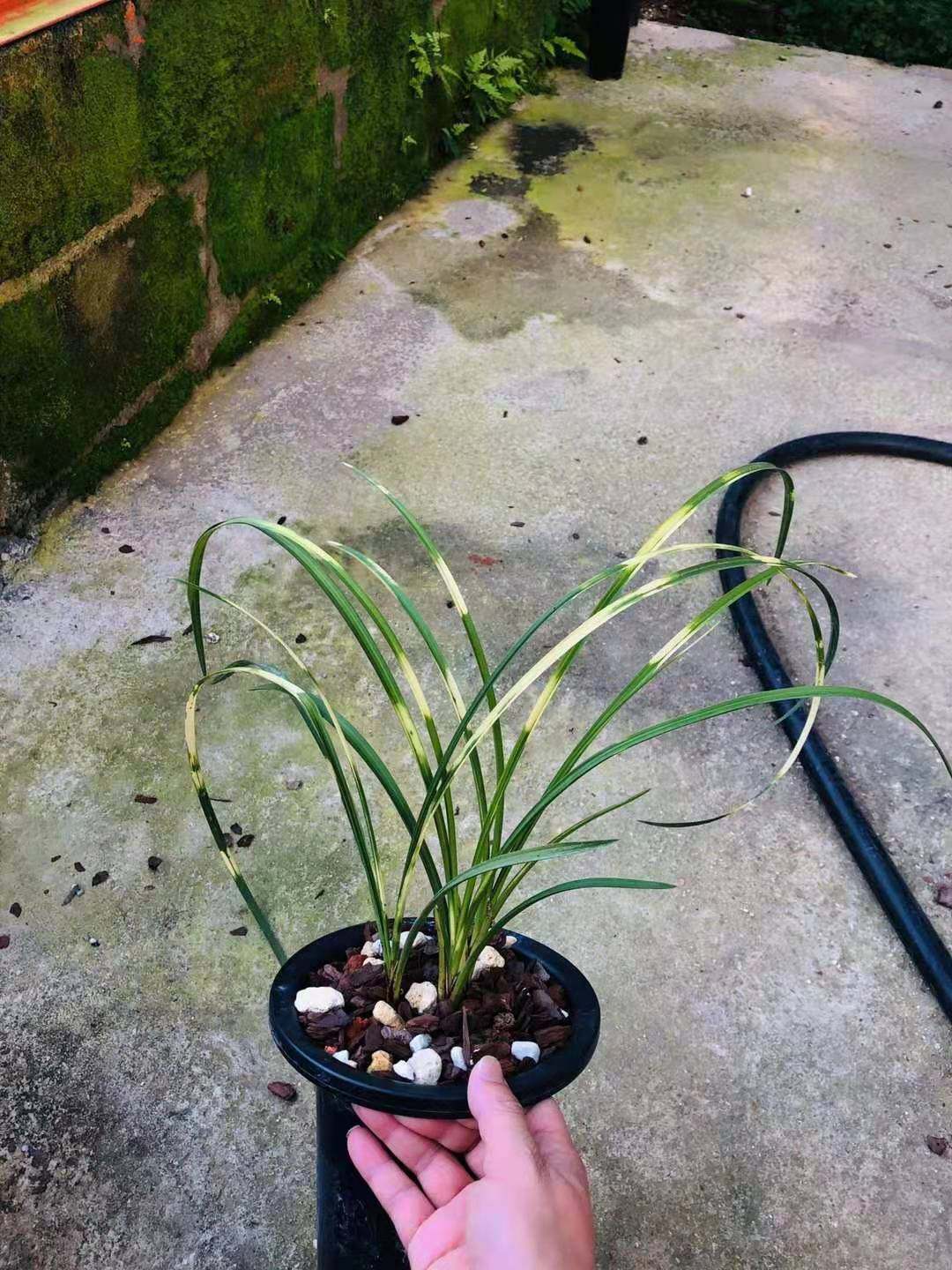 高级虎斑艺草蕙兰斑艺浓香兰花黄龙云海阳台时令草本花卉