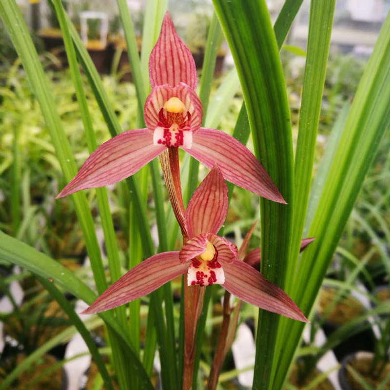 兰花朱砂正品四川花苗无花花苞传统品立叶春剑时令草本花卉