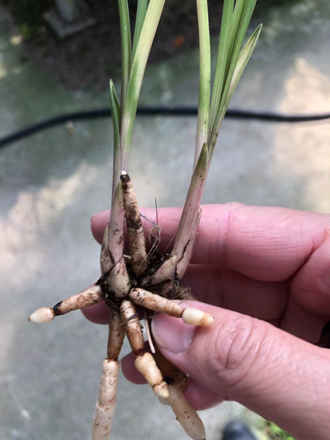 精品兰花蕙兰红香妃粉斑艺室内绿植小盆盆栽时令草本花卉