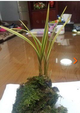 兰花蕙兰红香七彩虹矮种艺兰花卉
