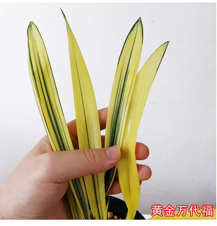 兰花黄金万代带叶艺稿室内花卉绿植高档稀有时令草本花卉