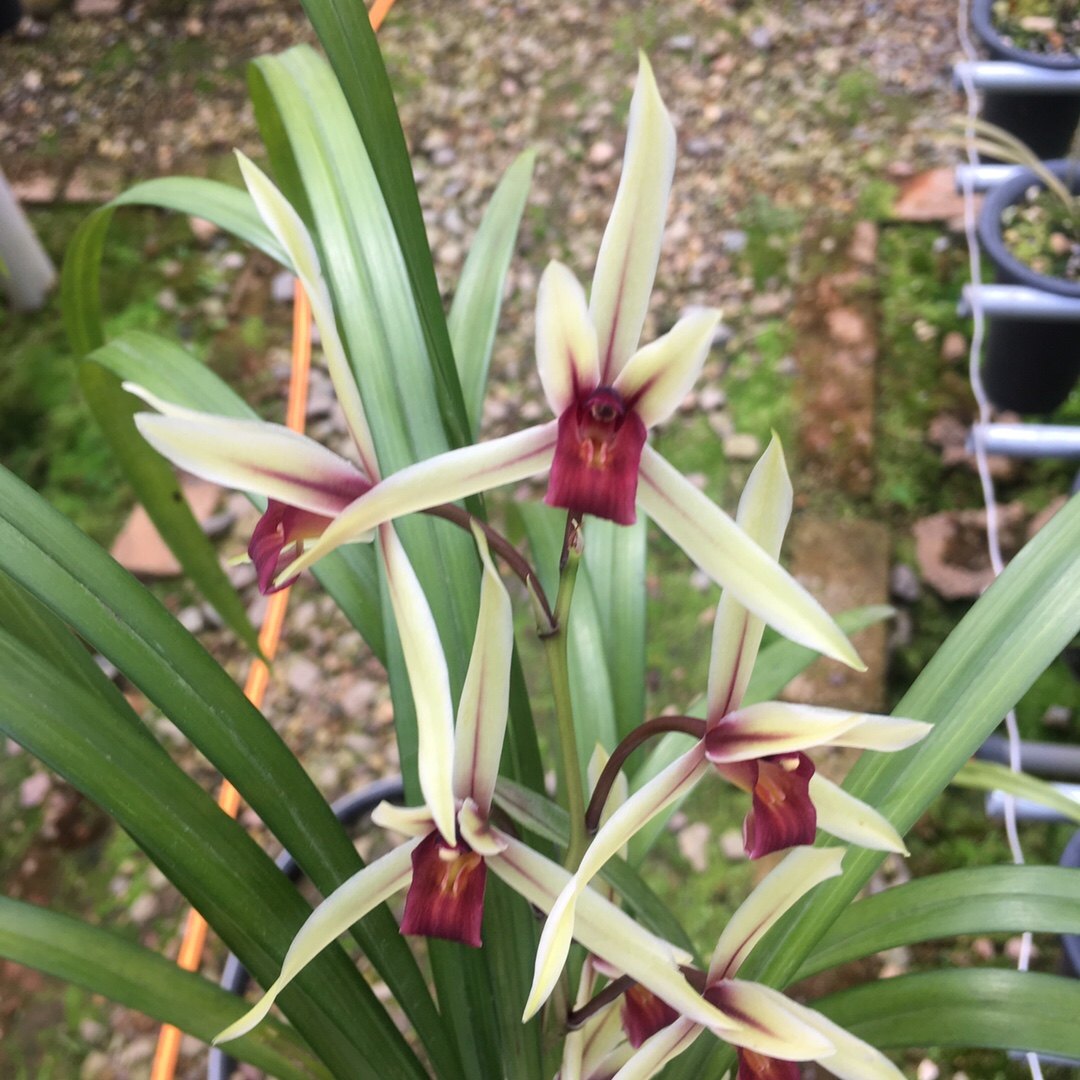 寒兰红素烈焰焰红唇初恋名贵直立叶兰花苗铭品时令草本花卉