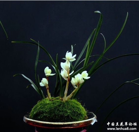 清仓价免促销兰花莲瓣素冠荷鼎一赔时令草本花卉
