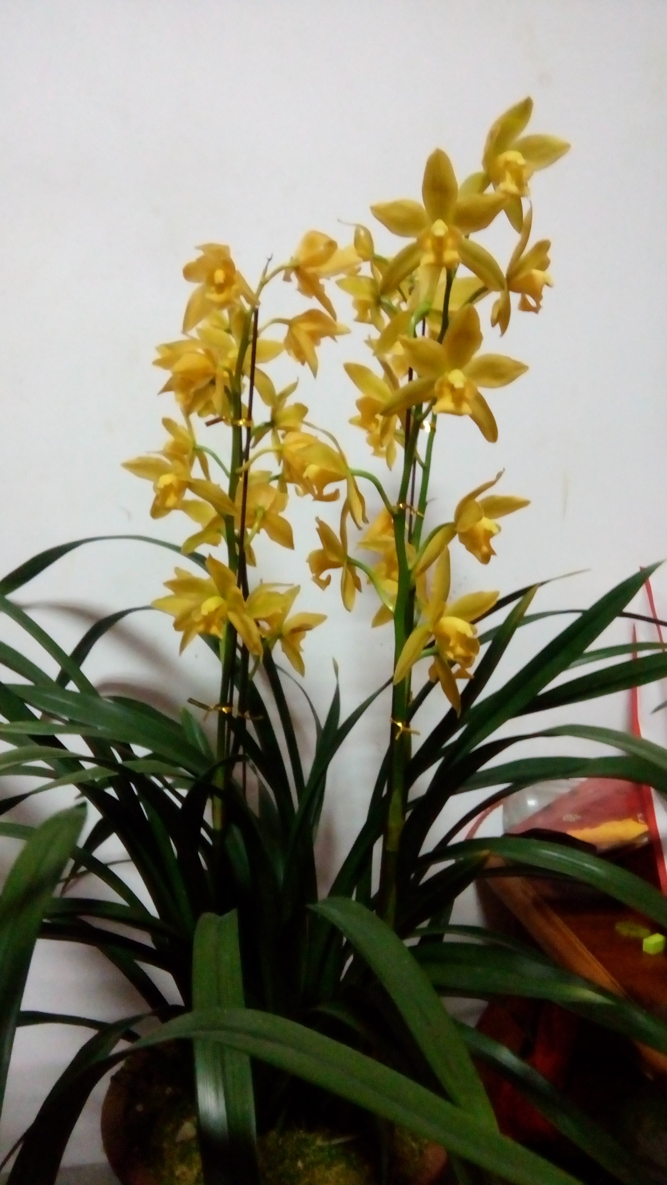 清仓兰花中国龙气势磅礴时令草本花卉